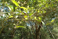 Chionanthus mala-elengi subsp. mala-elengi